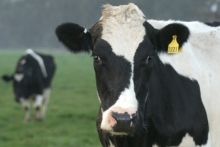 Un positivo y considerable avance en la identificación con Dispositivos Individuales de Identificación Oficial (DIIO) del programa de Trazabilidad Animal del Servicio Agrícola y Ganadero (SAG) ha experimentado la población bovina de la provincia de Cauquenes, gracias a la ejecución de dos  proyectos FNDR. 