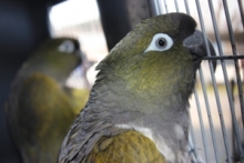 Loros tricahue dentro de la jaula 